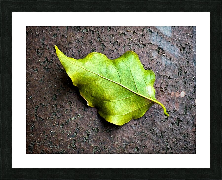  Fine Art print
