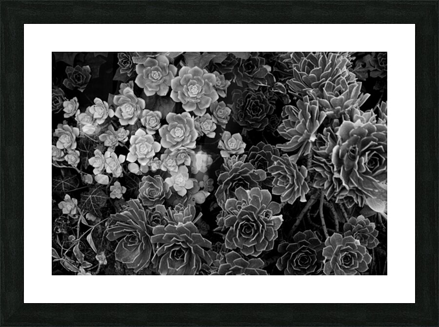 Canopy Picture Frame print