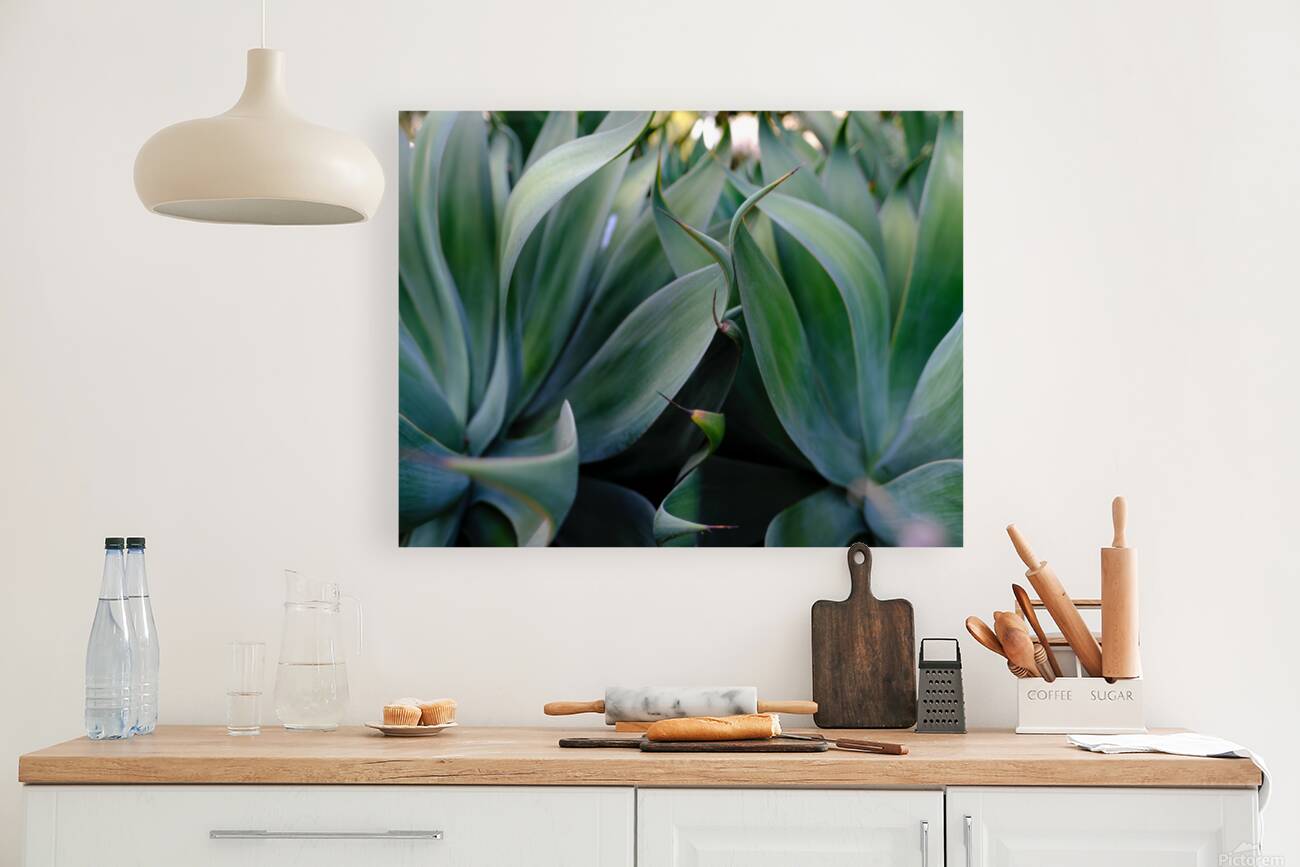 Agave Dream Reproduction