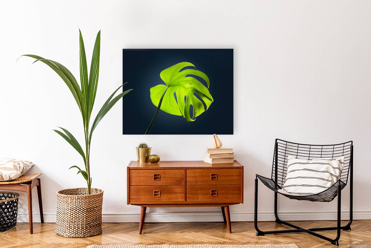 Monstera Reproduction