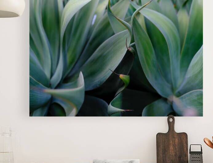 Agave Dream by D Saint Martin