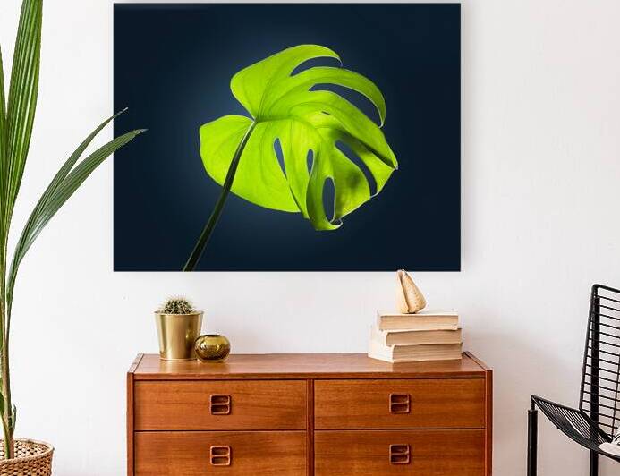 Monstera by D Saint Martin