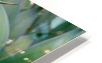 Agave Dream HD Metal print