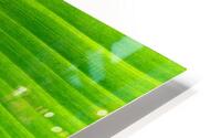 Flowing Palm HD Metal print