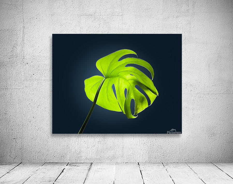 Monstera Wall Preview