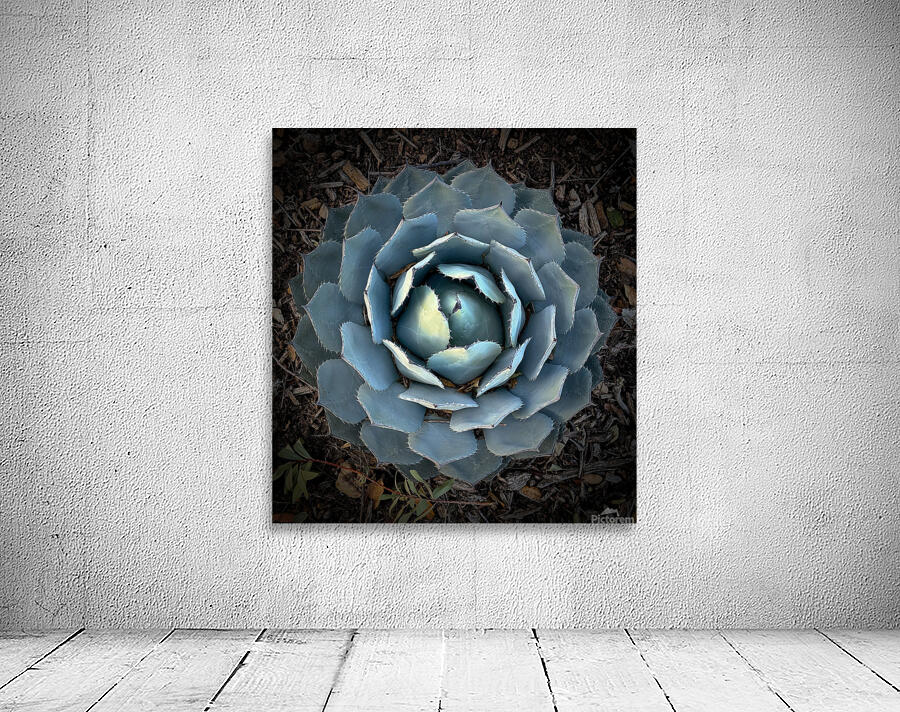 Agave Parryi Wall Preview