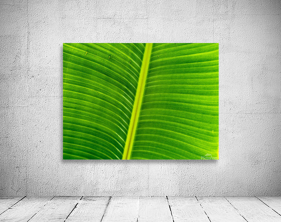 Flowing Palm Wall Preview