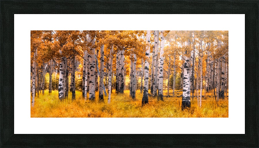 Birch Trees Autumn  Picture Frame print
