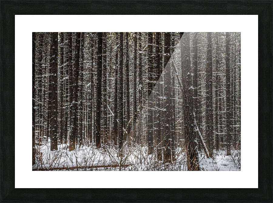 Johnston Canyon Trees Picture Frame print