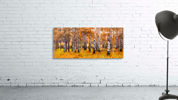 Birch Trees Autumn  Wall Preview