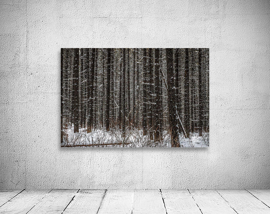 Johnston Canyon Trees Wall Preview