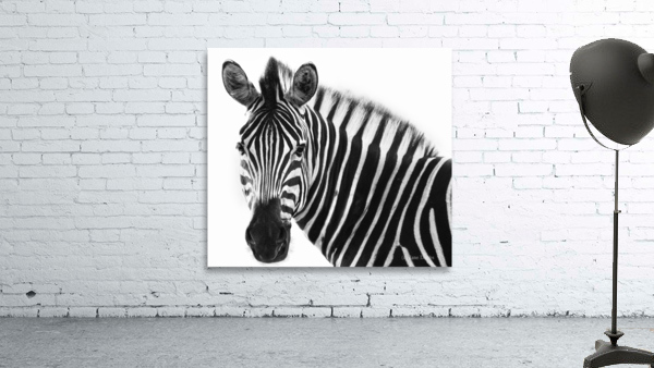 Zebra  Wall Preview