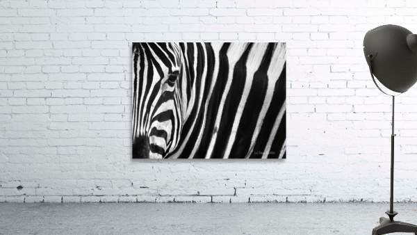 Zebra In Close Wall Preview