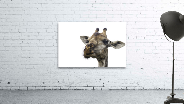 Giraffe  Head Wall Preview