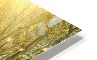 Tree road HD Metal print