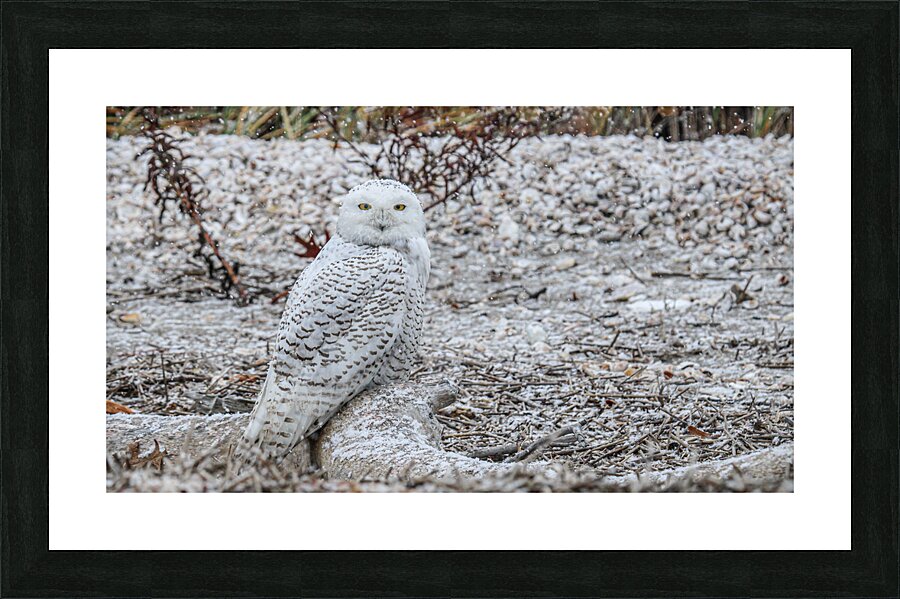  Fine Art print
