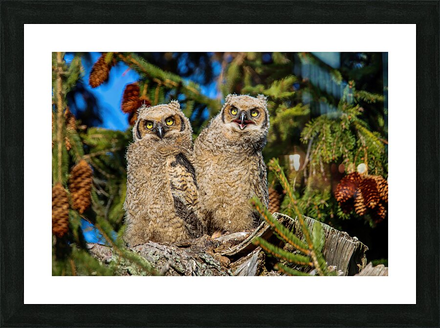  Fine Art print