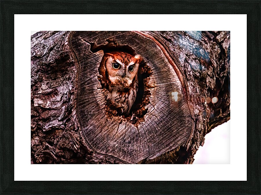 Redamorphasis Picture Frame print