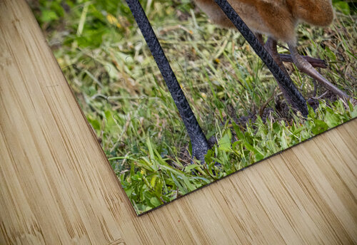 Sand Hill Cranes Lisa Jarosik puzzle