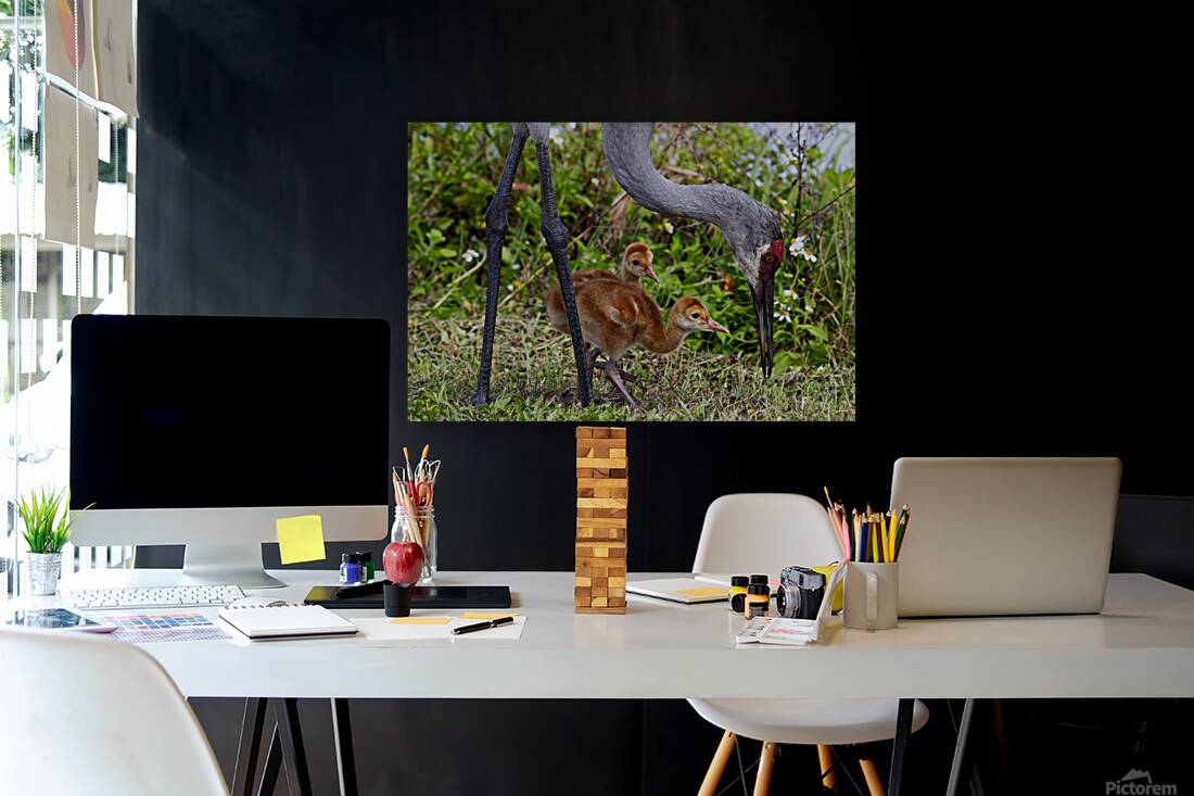 Sand Hill Cranes Reproduction