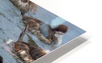 Ruddy Duck HD Metal print