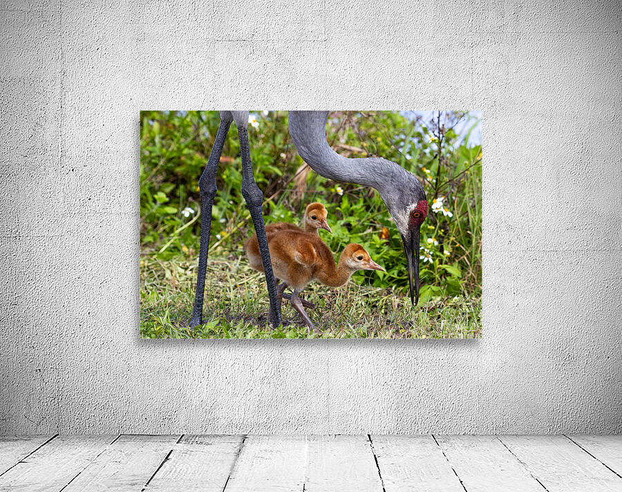 Sand Hill Cranes Wall Preview