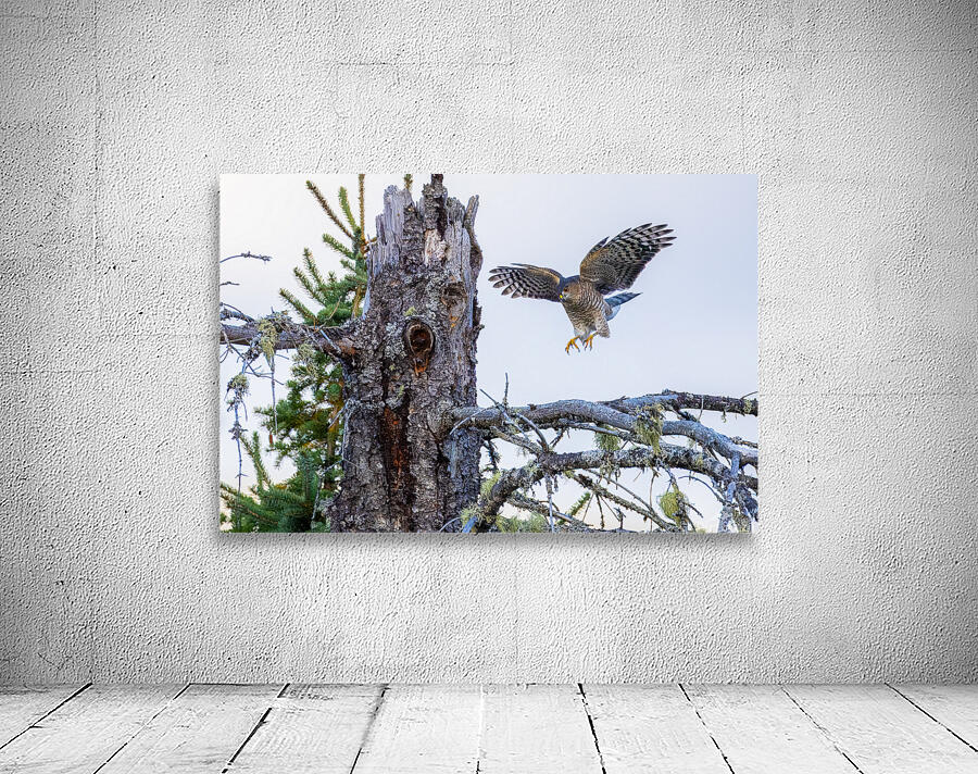 Sharp Shinned Hawk Wall Preview