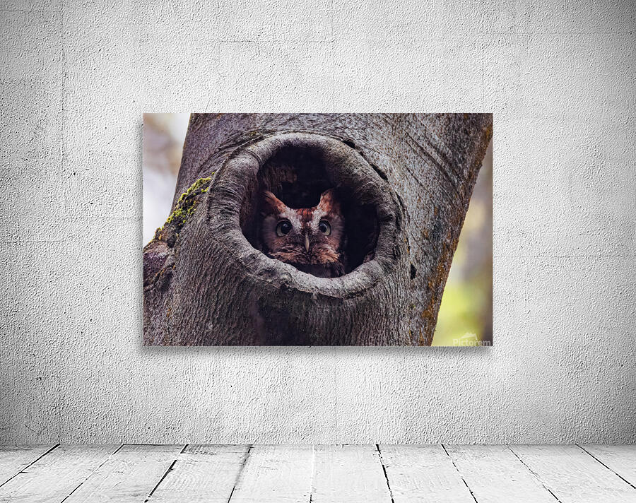 Red Morph Screech Owl Wall Preview