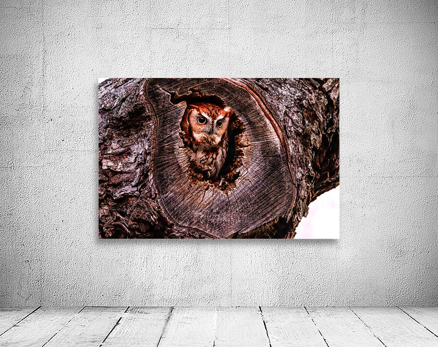 Redamorphasis Wall Preview