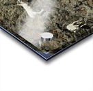 Dall Sheep 1 Acrylic print