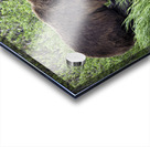 Brown Bear Acrylic print