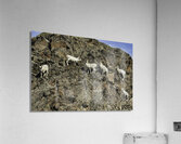 Dall Sheep 1 Acrylic Print