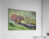 Brown Bear Acrylic Print