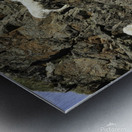 Dall Sheep 1 Metal print