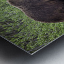 Brown Bear Metal print