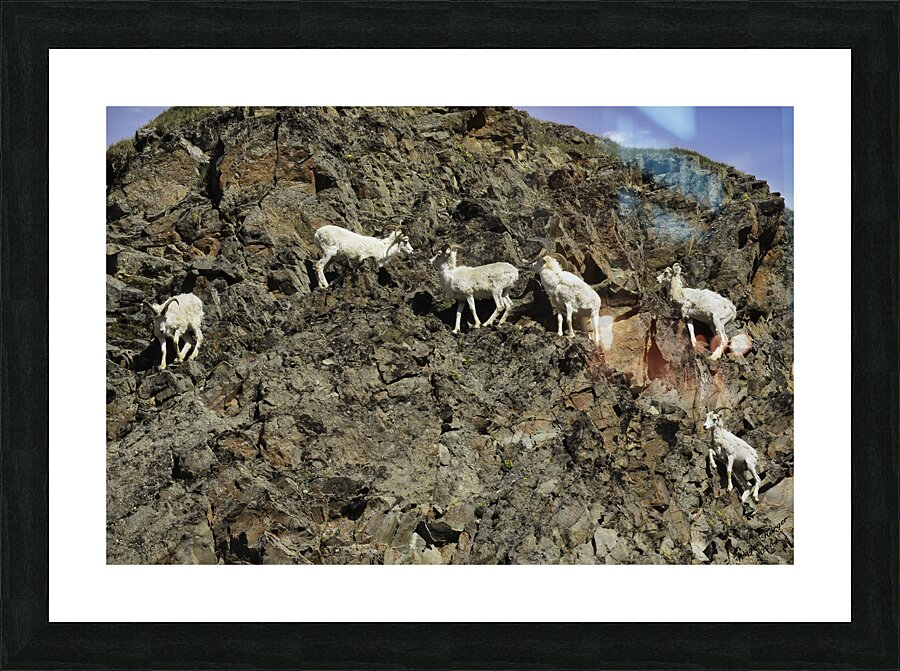 Dall Sheep 1 Picture Frame print
