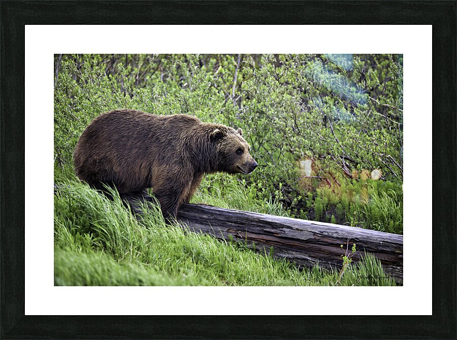 Brown Bear Picture Frame print