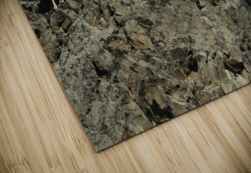 Dall Sheep 1 Wayne Harger Alaska puzzle