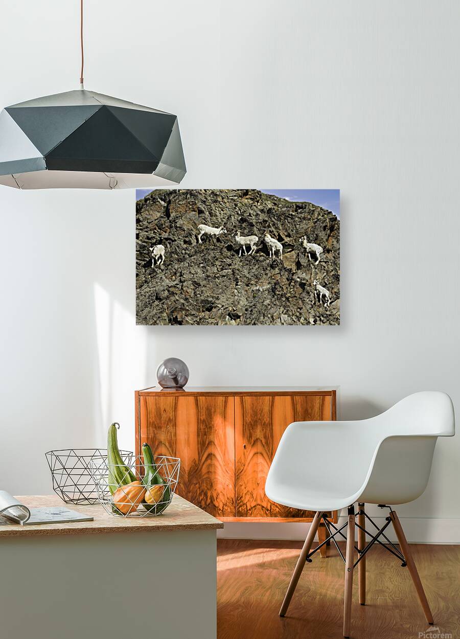 Dall Sheep 1 Reproduction