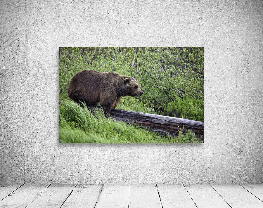 Brown Bear Wall Preview