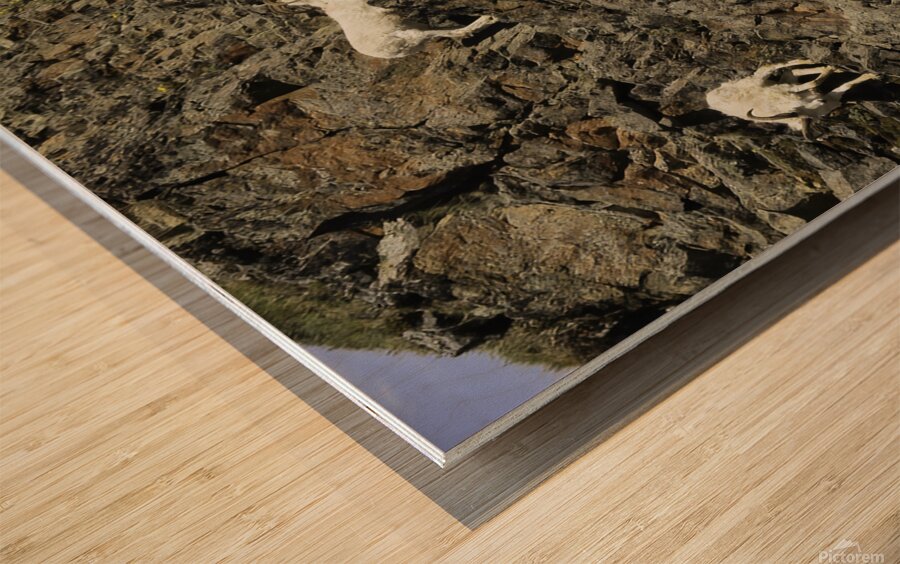 Dall Sheep 1 Wood print