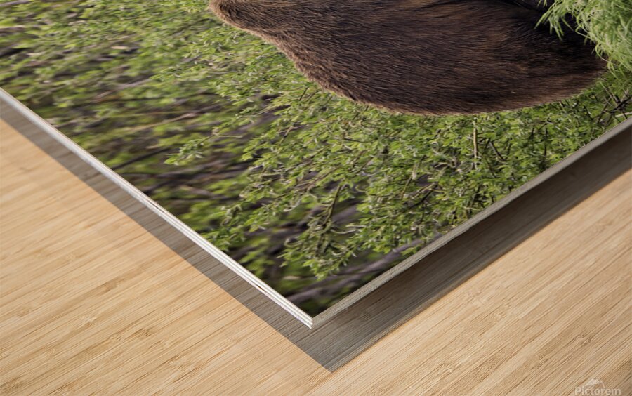 Brown Bear Wood print