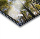 Bamboo forest Acrylic print