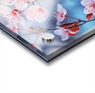 Sakura Acrylic print