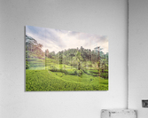 Tegallalang Acrylic Print