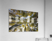 Bamboo forest Acrylic Print