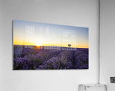 Lavender Acrylic Print