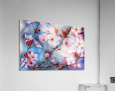 Sakura Acrylic Print
