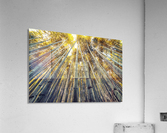 Bamboo grove Acrylic Print