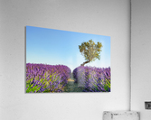 Provence Acrylic Print